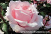 Bride & Groom Potted Rose - Gift Set