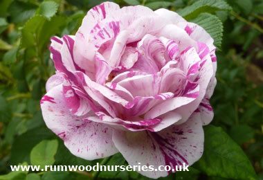 Roses Suitable for Hedging
