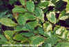 Hornbeam (Carpinus Betulus)