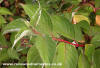Dogwood (Cornus Sanguinea)